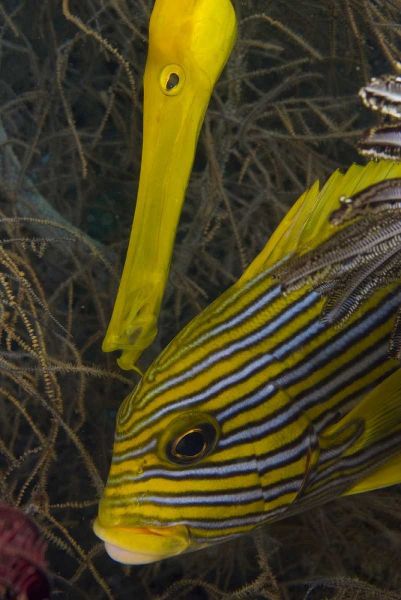Indonesia A trumpetfish and sweetlip fish